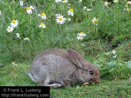 City Rabbit in Hamburg
